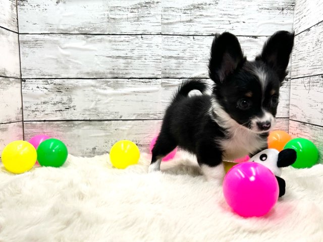 新潟県のハーフ犬・ミックス犬 (かねだいペットトライアル魚沼/2025年2月18日生まれ/女の子/ブラックホワイト)の子犬