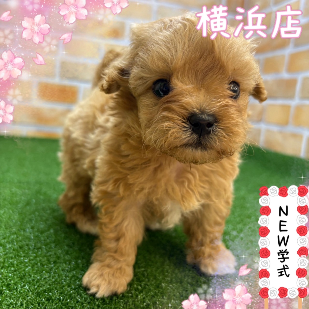 神奈川県のマルプー(マルチーズ×プードル) (かねだい横浜店/2025年2月28日生まれ/男の子/クリーム)の子犬