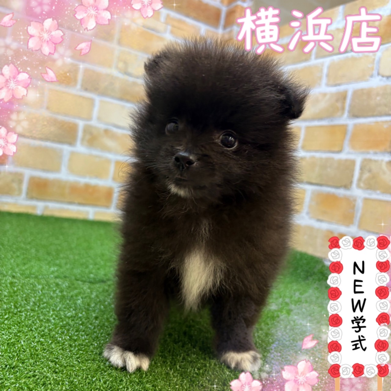 神奈川県のポメラニアン (かねだい横浜店/2025年2月28日生まれ/男の子/ブラック)の子犬