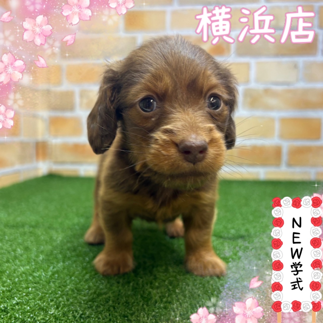神奈川県のミニチュアダックスフンド(ロング) (かねだい横浜店/2025年2月28日生まれ/男の子/チョコレート)の子犬
