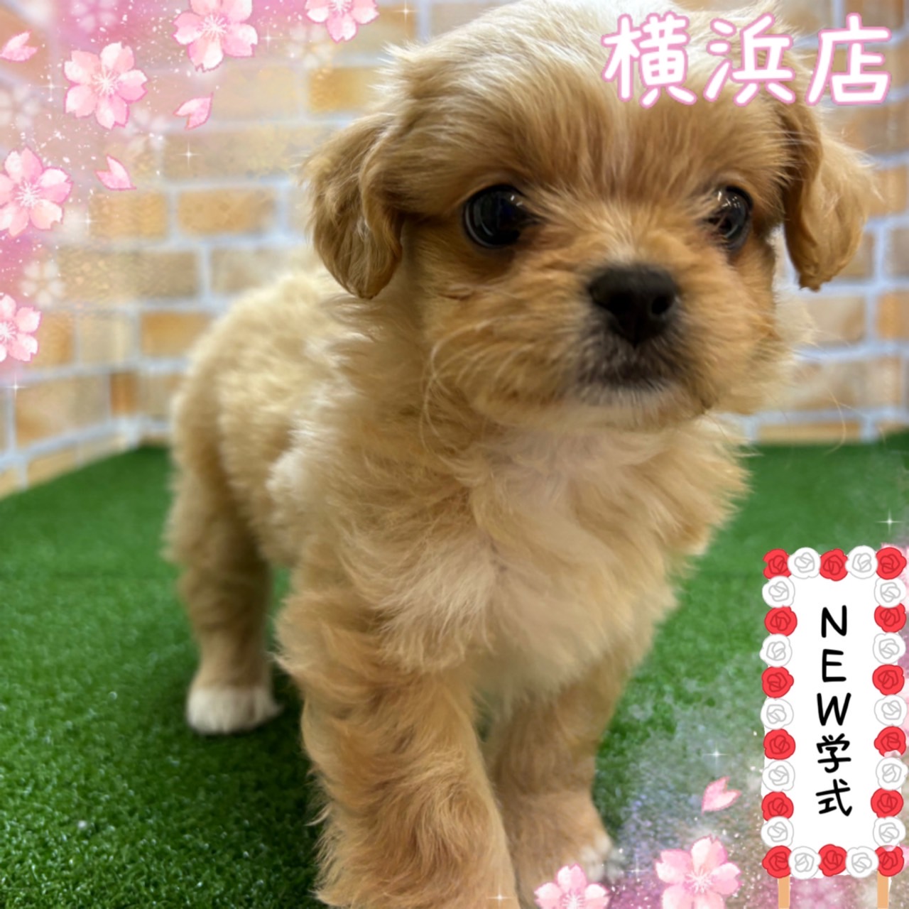 神奈川県のペキプー(ペキニーズ×プードル) (かねだい横浜店/2025年3月1日生まれ/女の子/クリーム)の子犬