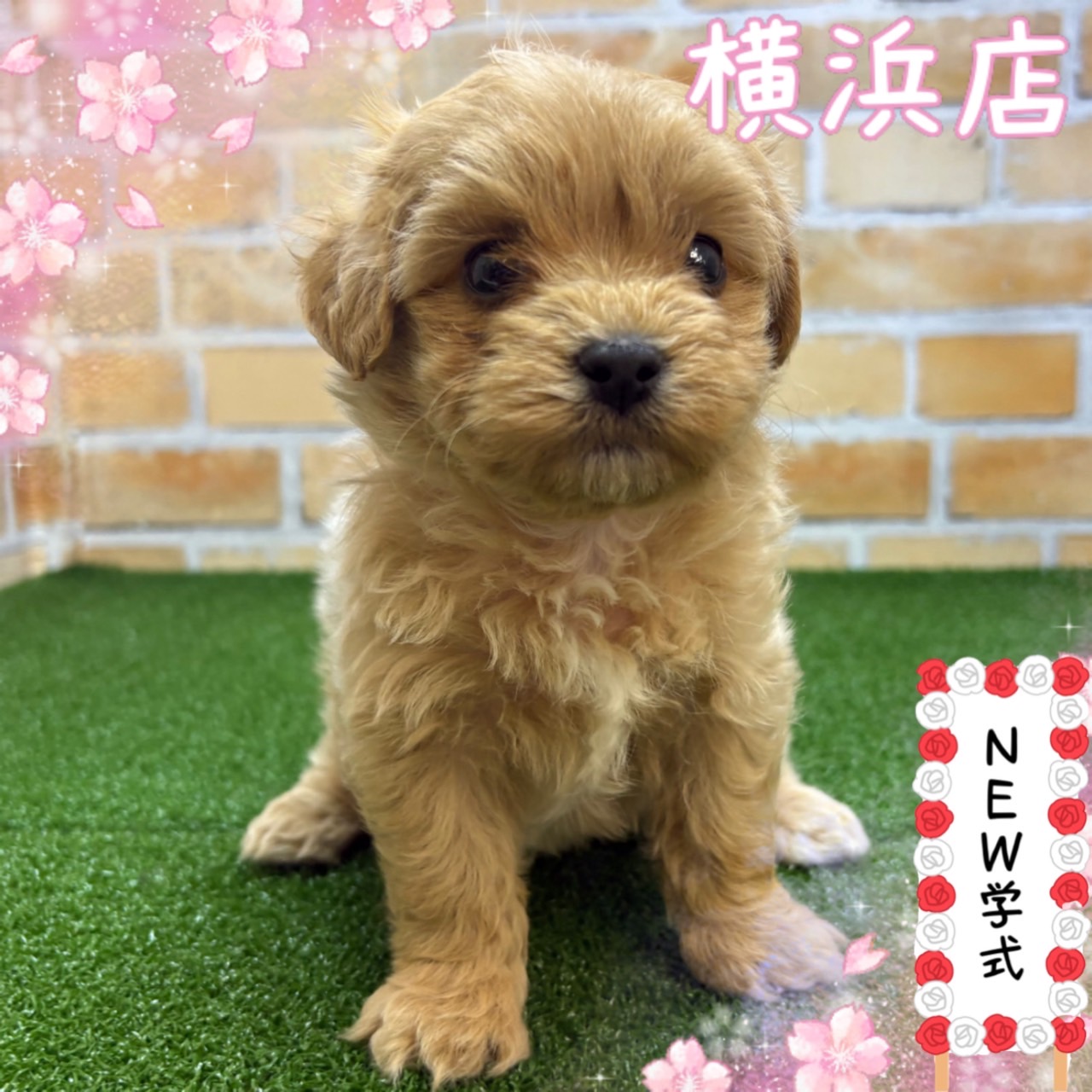 神奈川県のマルプー(マルチーズ×プードル) (かねだい横浜店/2025年2月28日生まれ/男の子/クリーム)の子犬