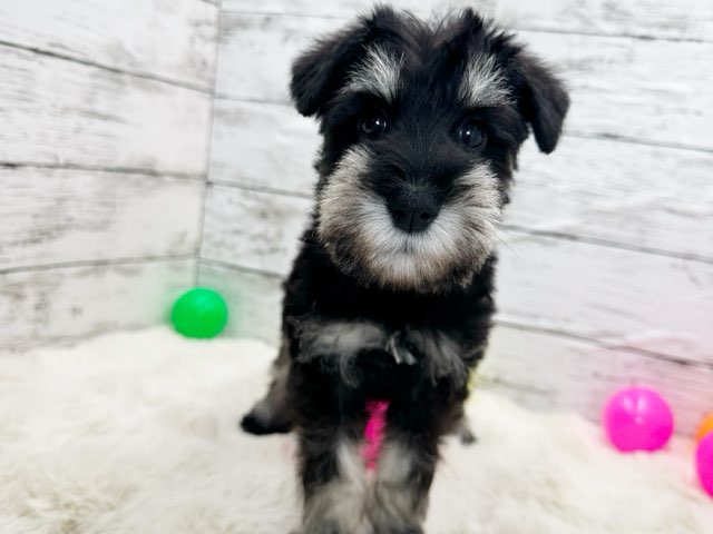 新潟県のハーフ犬・ミックス犬 (かねだいペットトライアル魚沼/2025年2月16日生まれ/女の子/ブラックシルバー)の子犬