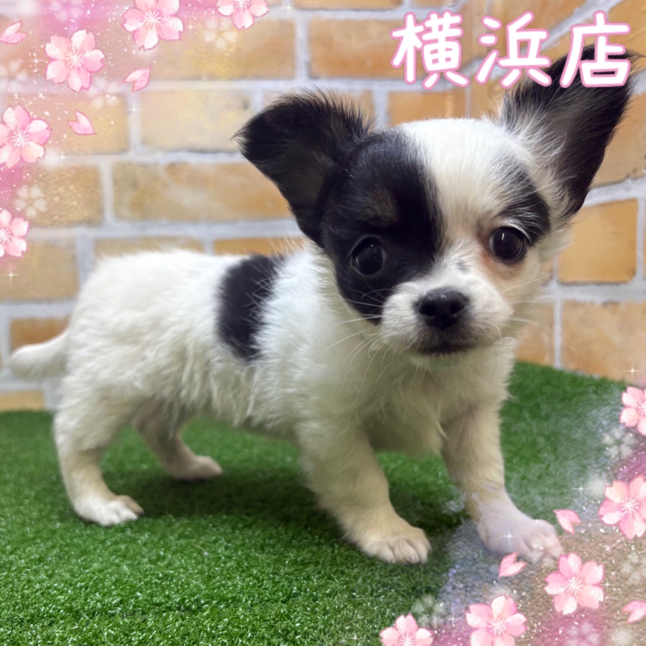 神奈川県のチワワ(ロング) (かねだい横浜店/2025年2月21日生まれ/女の子/ホワイトブラックタン)の子犬