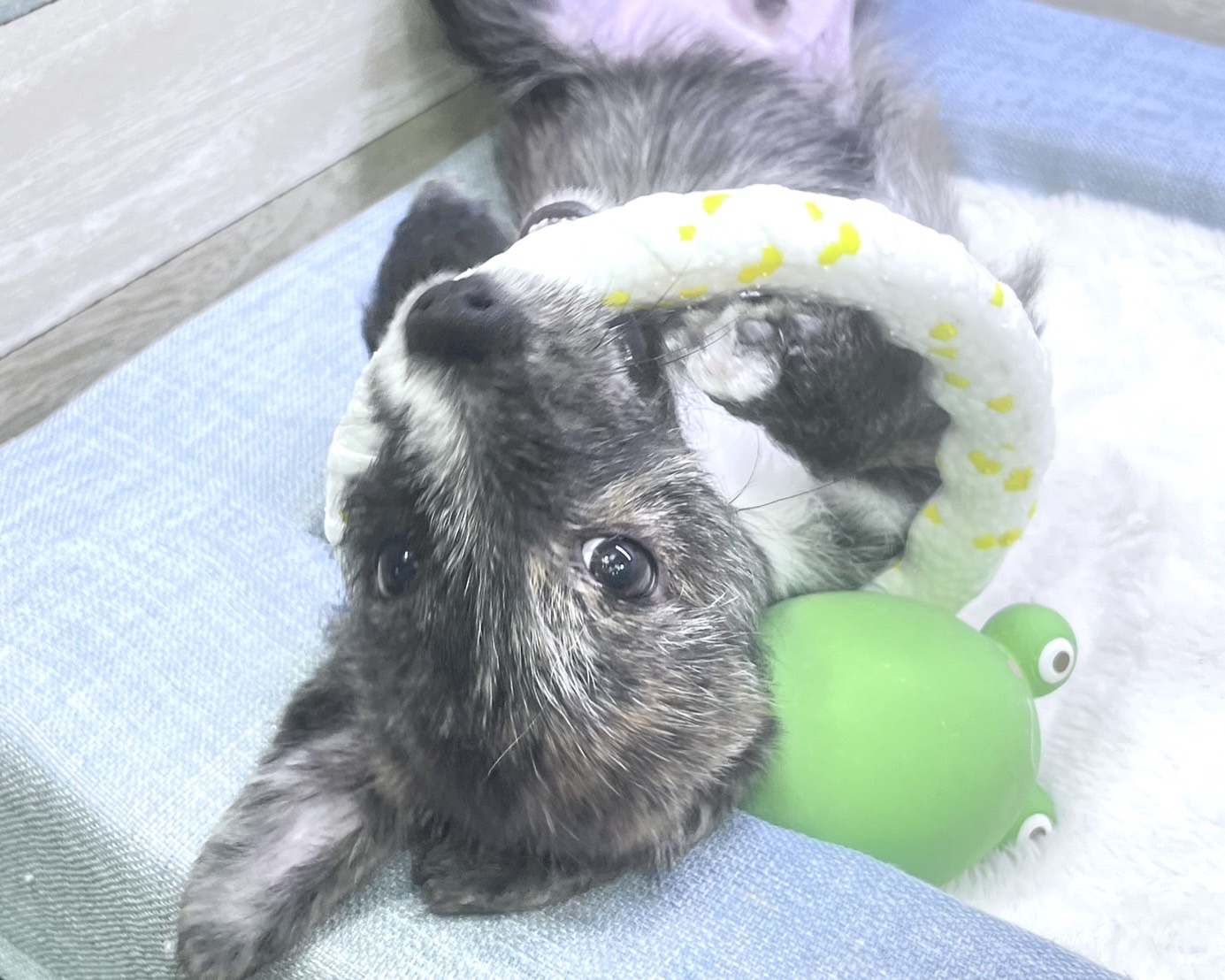パピヨン・ミックス・ノーフォークテリアシャンプー＆トイ