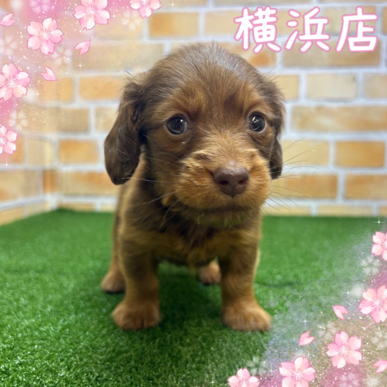 神奈川県のミニチュアダックスフンド(ロング) (かねだい横浜店/2025年2月28日生まれ/男の子/チョコレート)の子犬