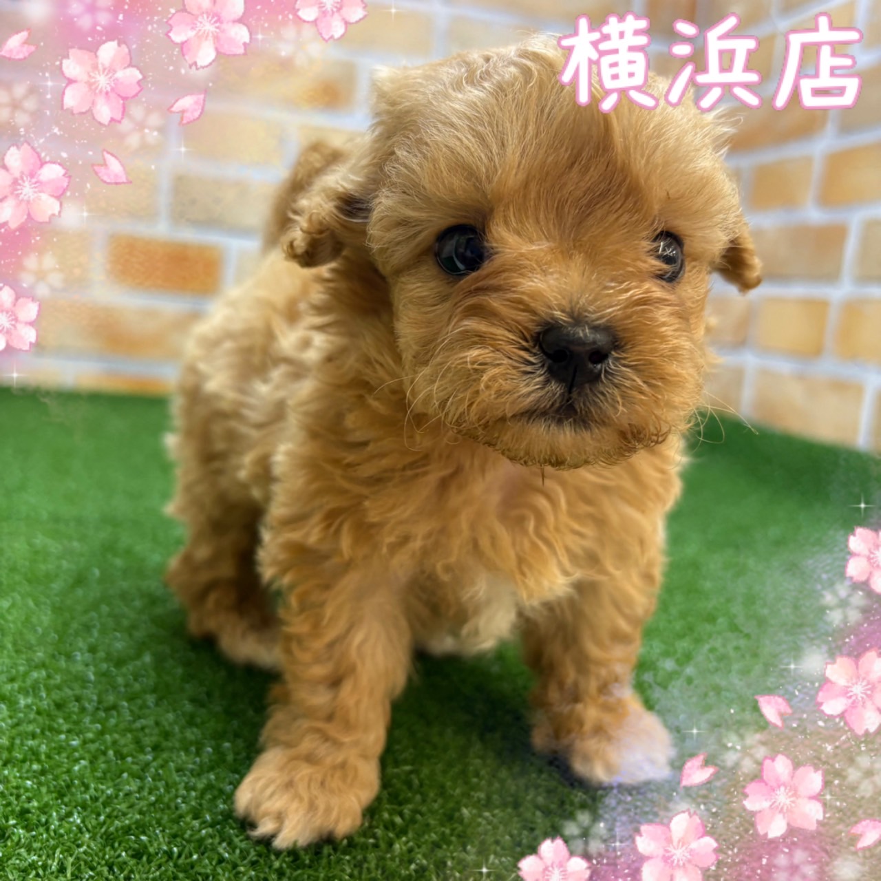 神奈川県のマルプー(マルチーズ×プードル) (かねだい横浜店/2025年2月28日生まれ/男の子/クリーム)の子犬
