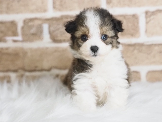 埼玉県のコーギービション (かねだい戸田店/2025年3月7日生まれ/男の子/パーティーカラー)の子犬