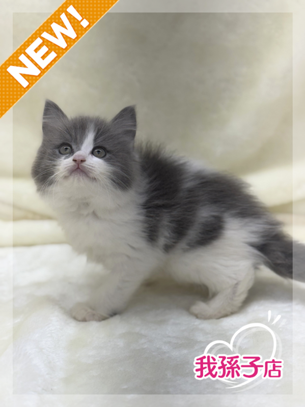 千葉県のハーフ猫・ミックス猫 (かねだい我孫子店/2025年3月7日生まれ/女の子/その他色)の子猫