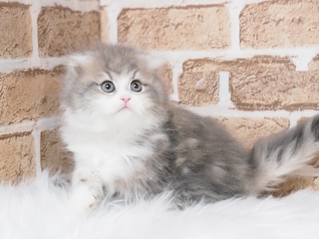 埼玉県のマンチカン (かねだい戸田店/2025年3月6日生まれ/男の子/ブルータビーホワイト)の子猫