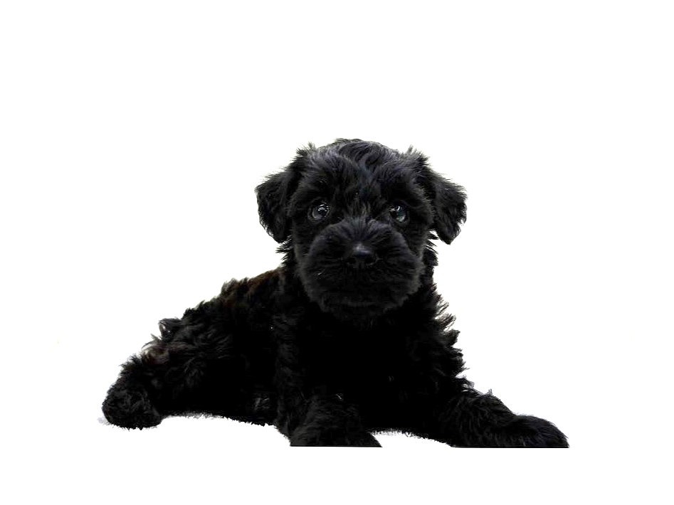 東京都のＭＩＸ犬　シュナプー (かねだい本町田店/2025年3月5日生まれ/男の子/ブラック)の子犬