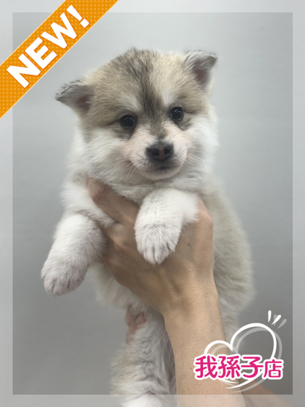 千葉県のハーフ犬・ミックス犬 (かねだい我孫子店/2025年3月8日生まれ/女の子/シルバーホワイト)の子犬