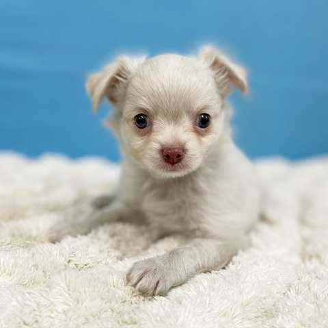 千葉県のチワワ(ロング) (かねだい四街道店/2025年3月3日生まれ/男の子/ホワイト)の子犬