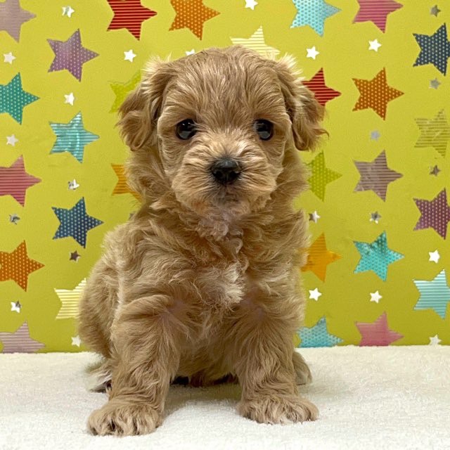 東京都のハーフ犬・ミックス犬 (かねだい足立店/2025年3月6日生まれ/女の子/クリーム)の子犬