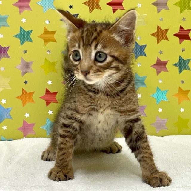 東京都のハーフ猫・ミックス猫 (かねだい足立店/2025年3月6日生まれ/男の子/ブラウンスポットタビー)の子猫