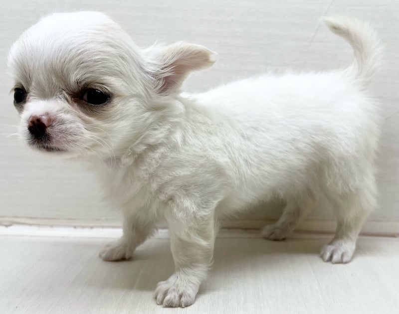 千葉県のチワワ(ロング) (かねだい八千代店/2025年3月7日生まれ/女の子/ホワイト)の子犬