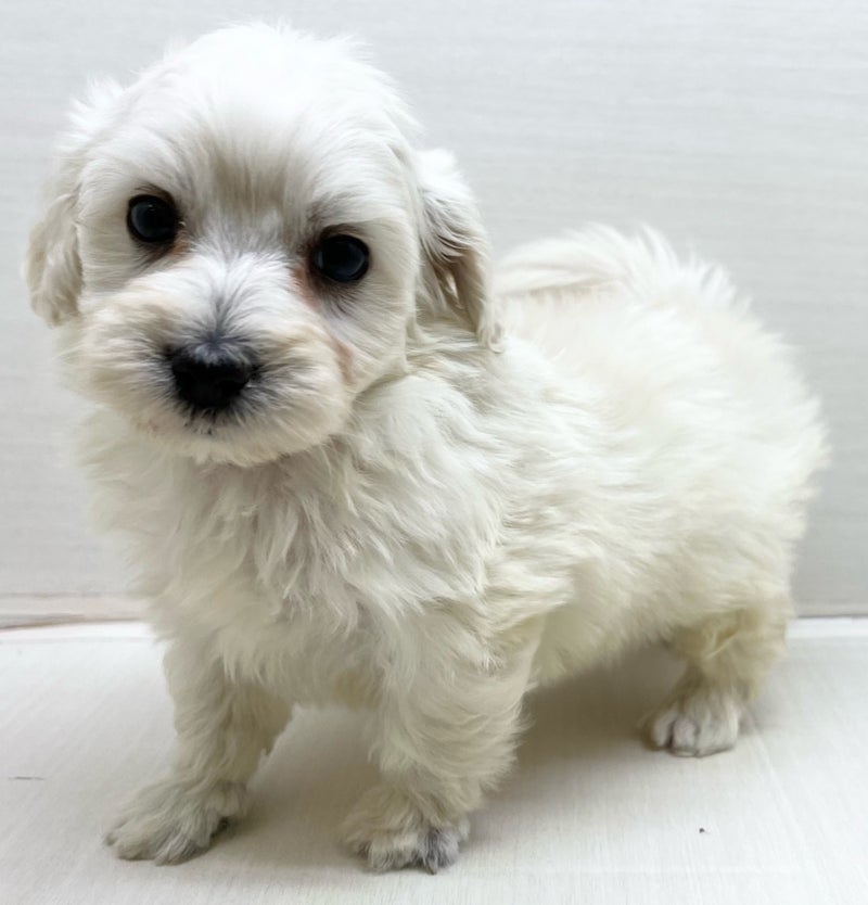 千葉県のハーフ犬・ミックス犬 (かねだい八千代店/2025年3月7日生まれ/男の子/ホワイト)の子犬