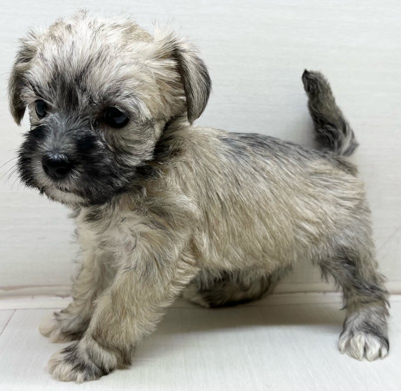 千葉県のハーフ犬・ミックス犬 (かねだい八千代店/2025年3月8日生まれ/女の子/ウィートン&ペッパー)の子犬