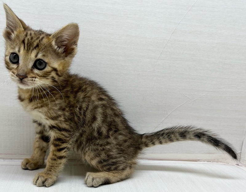 千葉県のハーフ猫・ミックス猫 (かねだい八千代店/2025年3月6日生まれ/女の子/ブラウンスポットタビー)の子猫