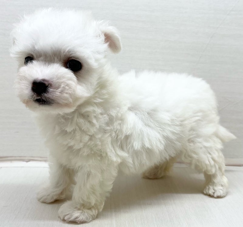 千葉県のハーフ犬・ミックス犬 (かねだい八千代店/2025年3月8日生まれ/男の子/ホワイト)の子犬