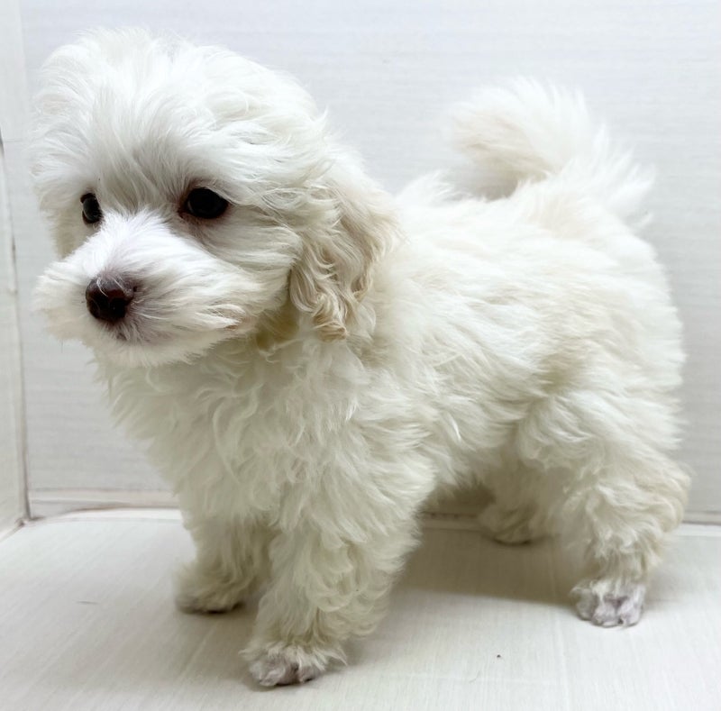 千葉県のハーフ犬・ミックス犬 (かねだい八千代店/2025年3月5日生まれ/男の子/ホワイト)の子犬