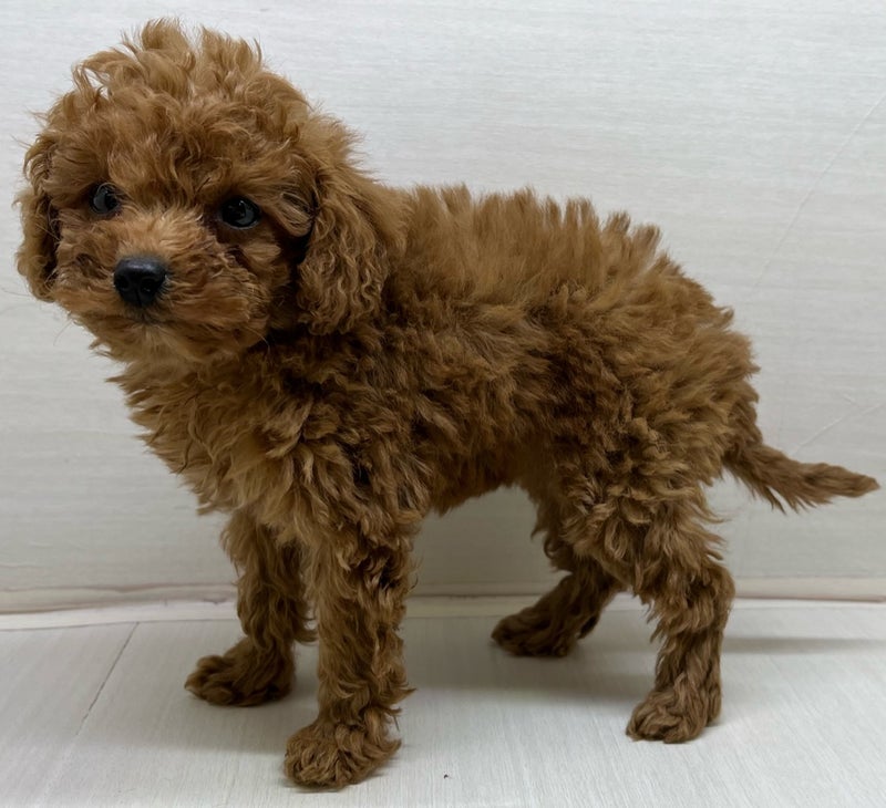 千葉県のハーフ犬・ミックス犬 (かねだい八千代店/2025年3月7日生まれ/女の子/レッドホワイト)の子犬