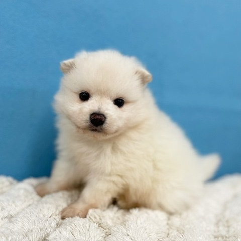 千葉県のポメラニアン (かねだい四街道店/2025年3月8日生まれ/男の子/クリーム)の子犬
