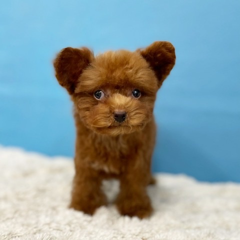 千葉県のトイプードル(トイ) (かねだい四街道店/2025年2月28日生まれ/男の子/レッド)の子犬