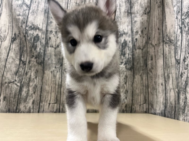 埼玉県のハーフ犬・ミックス犬 (かねだいアクアパーク店/2025年3月1日生まれ/女の子/シルバーホワイト)の子犬