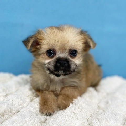 千葉県のハーフ犬・ミックス犬 (かねだい四街道店/2025年3月9日生まれ/女の子/フォーン)の子犬