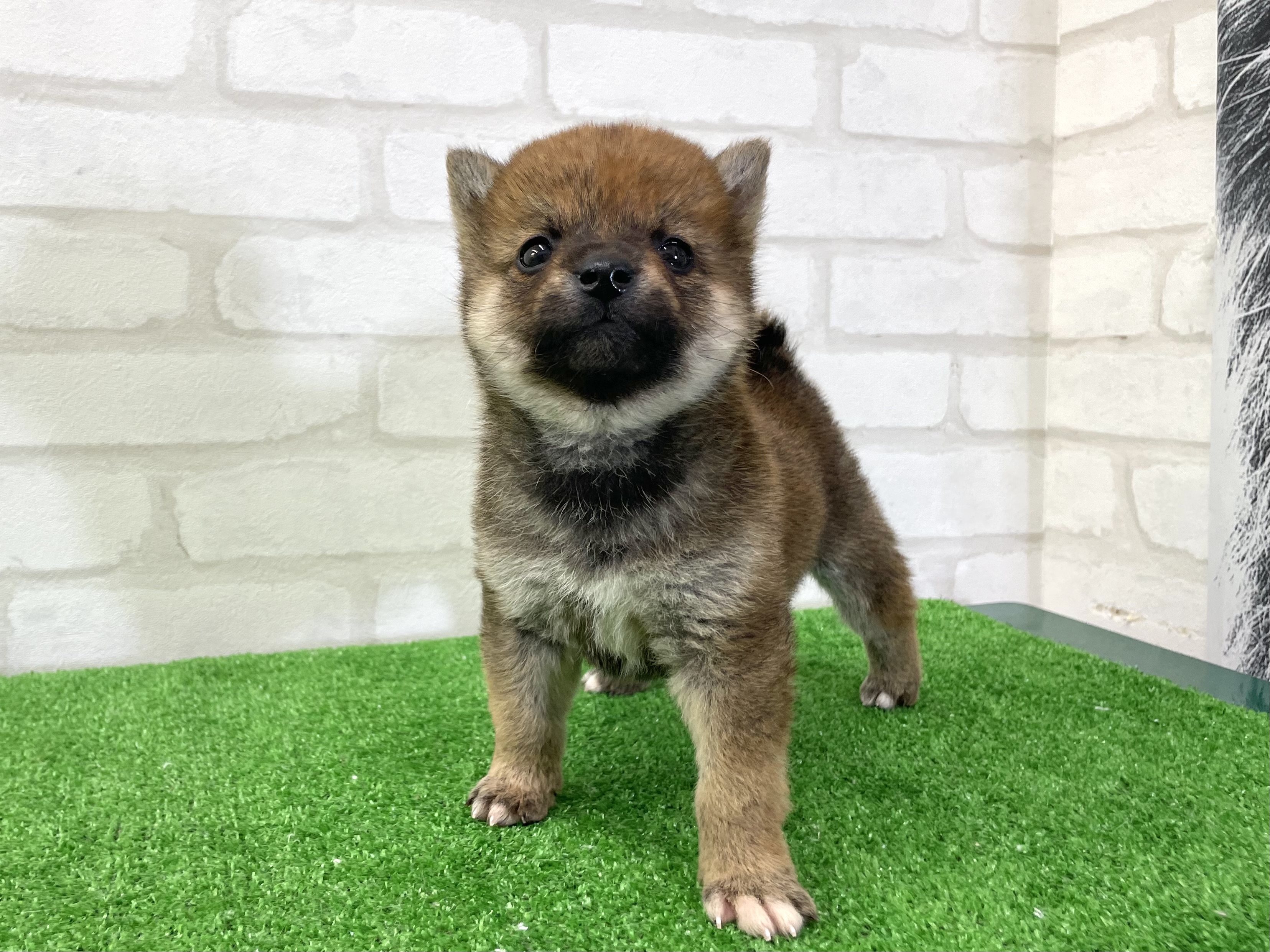 東京都の柴犬(標準サイズ) (かねだい立川店/2025年3月2日生まれ/男の子/赤)の子犬