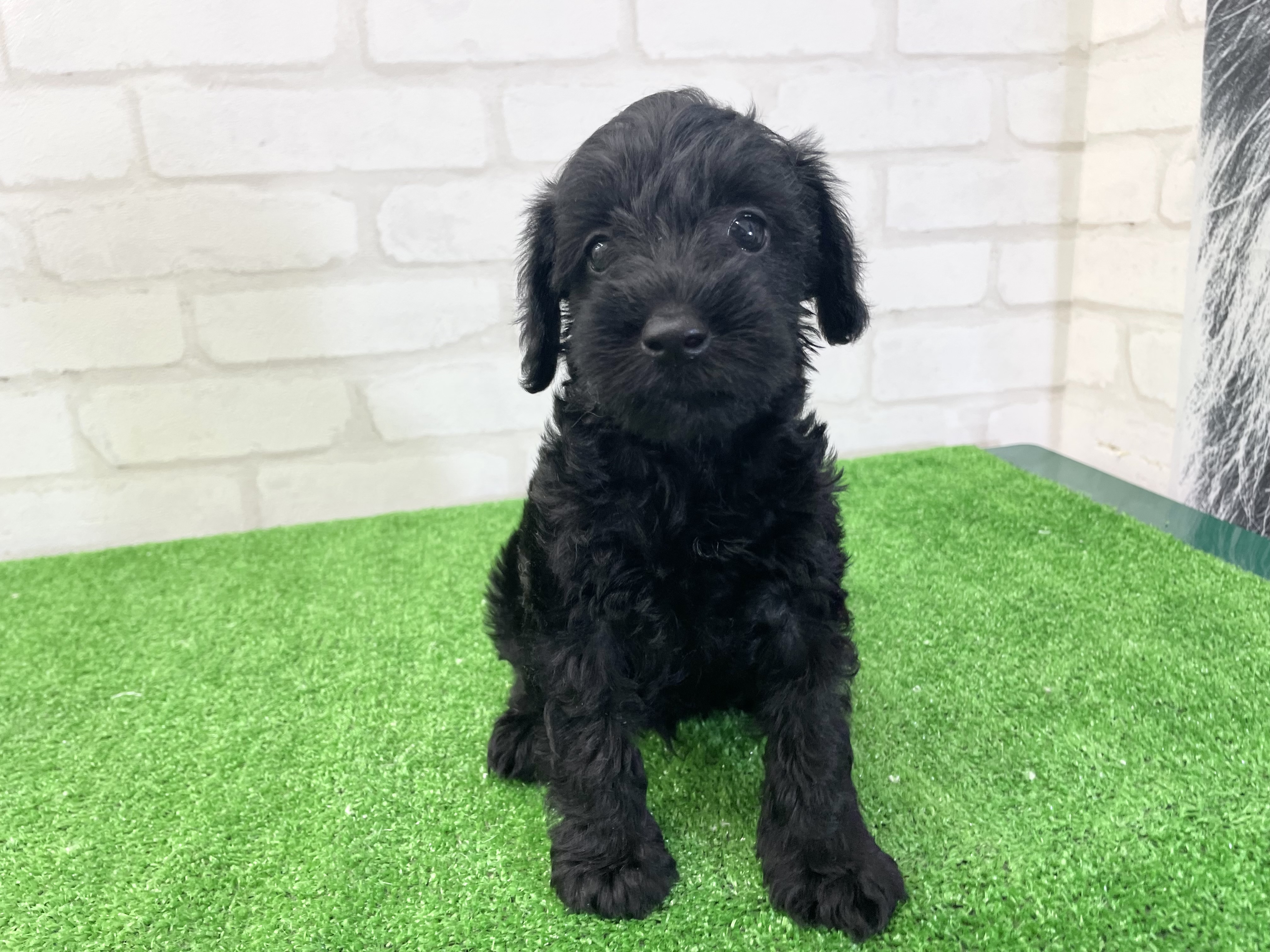 東京都のMIX犬　（父）トイプードル、（母）ミニチュアシュナウザー (かねだい立川店/2025年3月7日生まれ/男の子/ブラック)の子犬