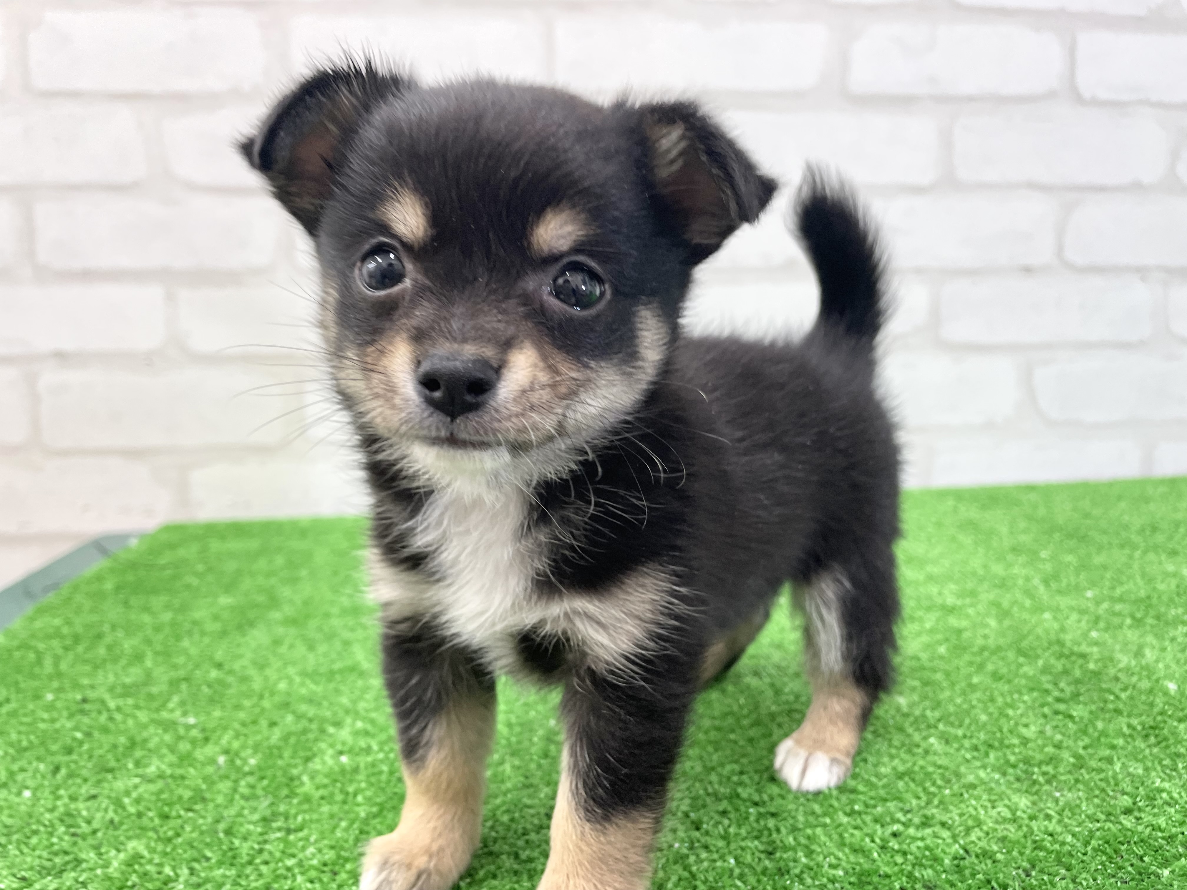 東京都のMIX犬　（父）チワワ、（母）柴犬 (かねだい立川店/2025年2月28日生まれ/女の子/ブラックタン)の子犬