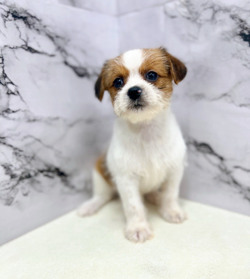 神奈川県のハーフ犬・ミックス犬 (かねだい東戸塚店/2025年3月8日生まれ/女の子/ホワイトゴールド)の子犬