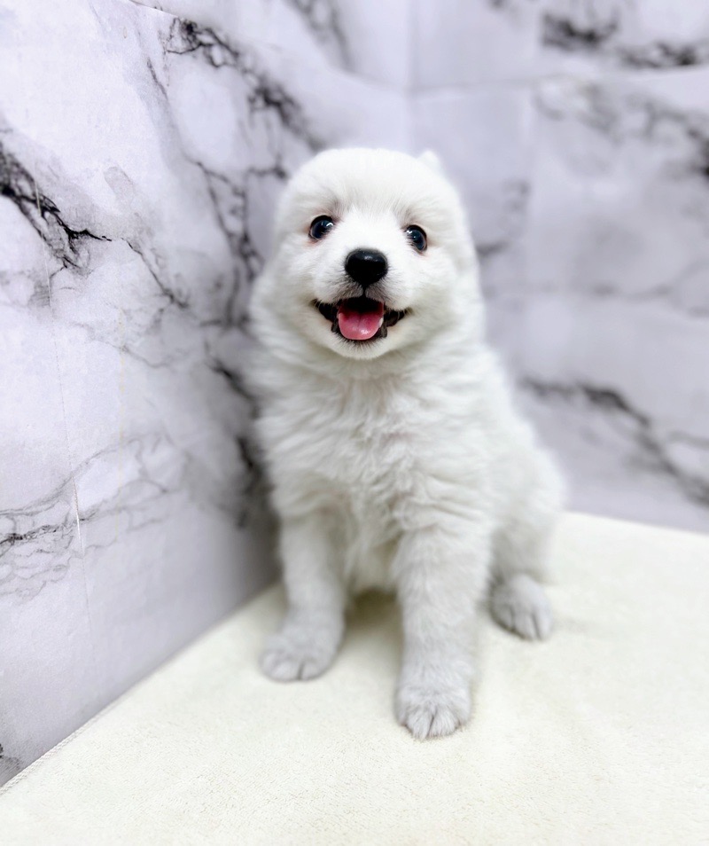 神奈川県の日本スピッツ (かねだい東戸塚店/2025年3月4日生まれ/男の子/ホワイト)の子犬