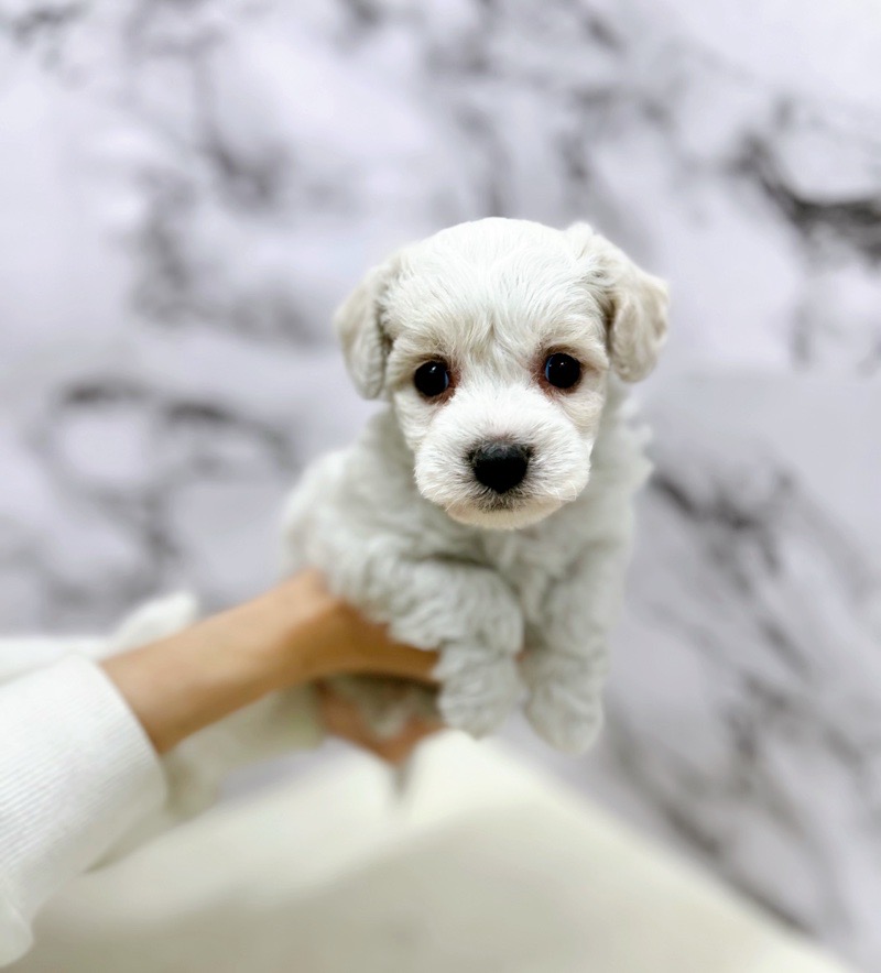 神奈川県のビションフリーゼ (かねだい東戸塚店/2025年3月4日生まれ/男の子/ホワイト)の子犬