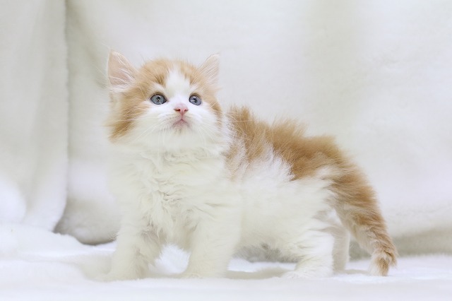 埼玉県のノルウェージャンフォレストキャット (かねだい草加店/2025年3月9日生まれ/男の子/レッドホワイト)の子猫