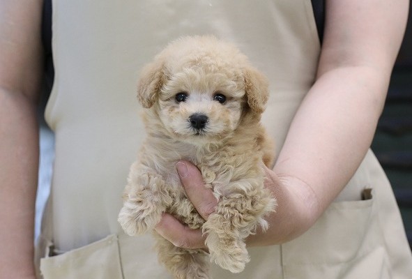 埼玉県のトイプードル(トイ) (かねだい草加店/2025年3月5日生まれ/女の子/クリーム)の子犬