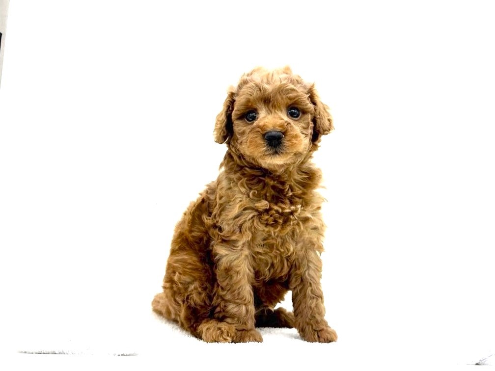 東京都のトイプードル(トイ) (かねだい本町田店/2025年3月7日生まれ/男の子/レッド)の子犬