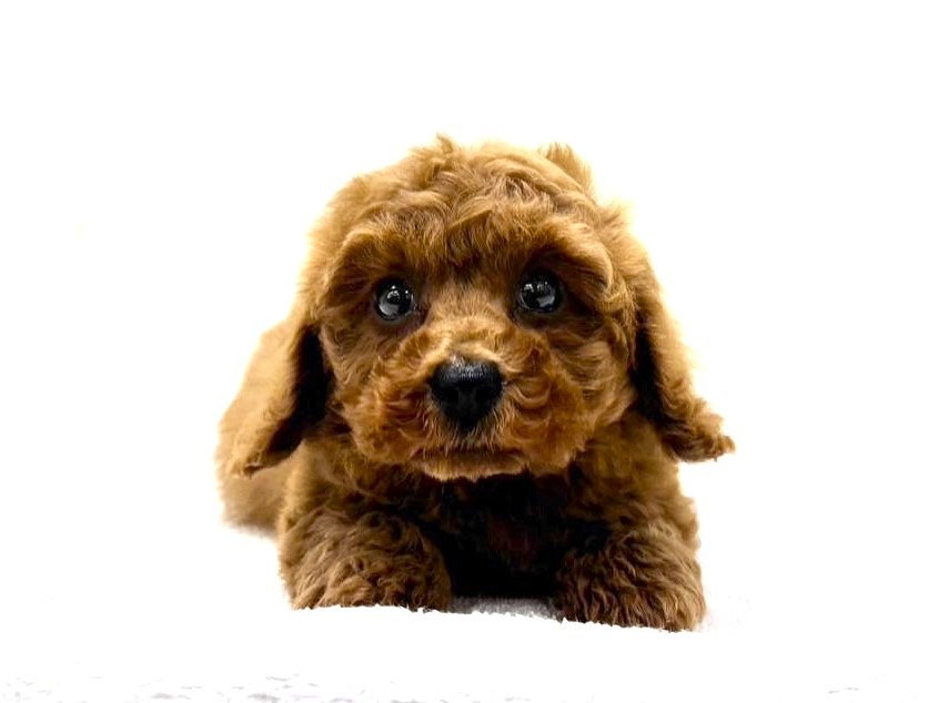 東京都のトイプードル(トイ) (かねだい本町田店/2025年3月8日生まれ/男の子/レッド)の子犬