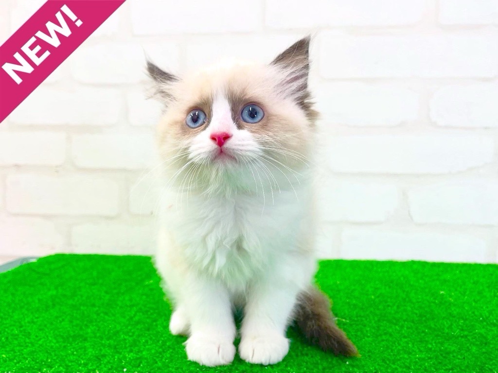 東京都のラグドール (かねだい立川店/2025年3月6日生まれ/女の子/シールポイントバイカラー)の子猫