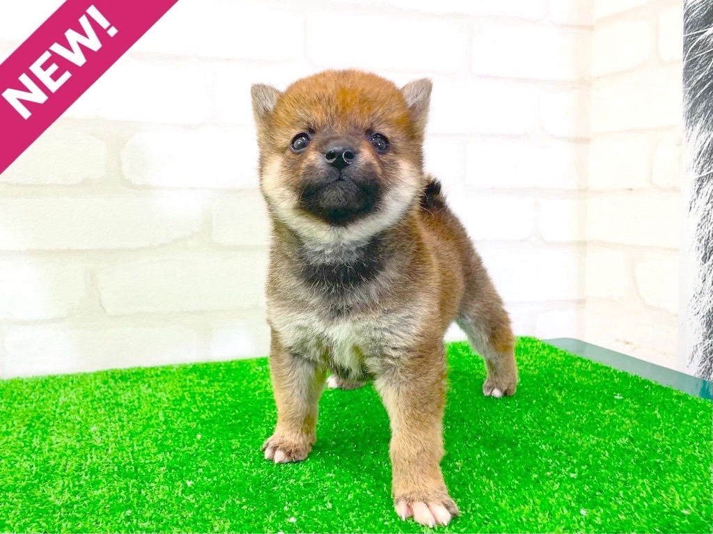 東京都の柴犬(標準サイズ) (かねだい立川店/2025年3月2日生まれ/男の子/赤)の子犬