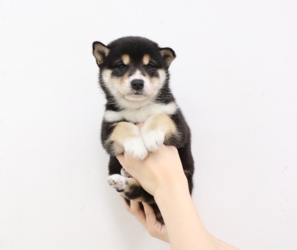 神奈川県の柴犬(標準サイズ) (かねだい伊勢原店/2025年3月28日生まれ/女の子/黒)の子犬