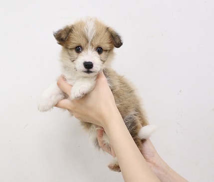 神奈川県のハーフ犬・ミックス犬 (かねだい伊勢原店/2025年3月7日生まれ/男の子/その他色)の子犬