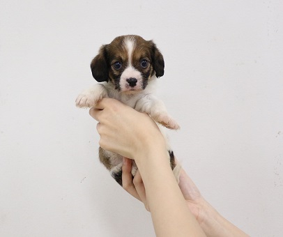 神奈川県のハーフ犬・ミックス犬 (かねだい伊勢原店/2025年3月8日生まれ/女の子/ブラウンホワイト)の子犬