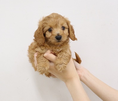 神奈川県のハーフ犬・ミックス犬 (かねだい伊勢原店/2025年3月8日生まれ/女の子/レッド)の子犬