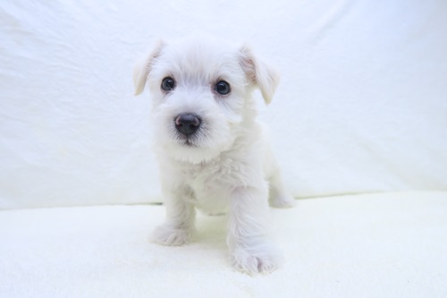 神奈川県のハーフ犬・ミックス犬 (かねだい海老名店/2025年3月7日生まれ/女の子/ホワイト)の子犬