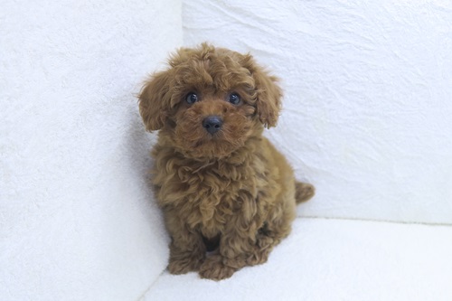 神奈川県のトイプードル(トイ) (かねだい海老名店/2025年3月8日生まれ/女の子/レッド)の子犬