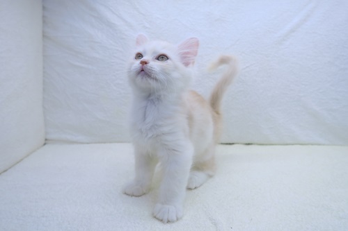 神奈川県のマンチカン (かねだい海老名店/2025年2月21日生まれ/男の子/レッドホワイト)の子猫