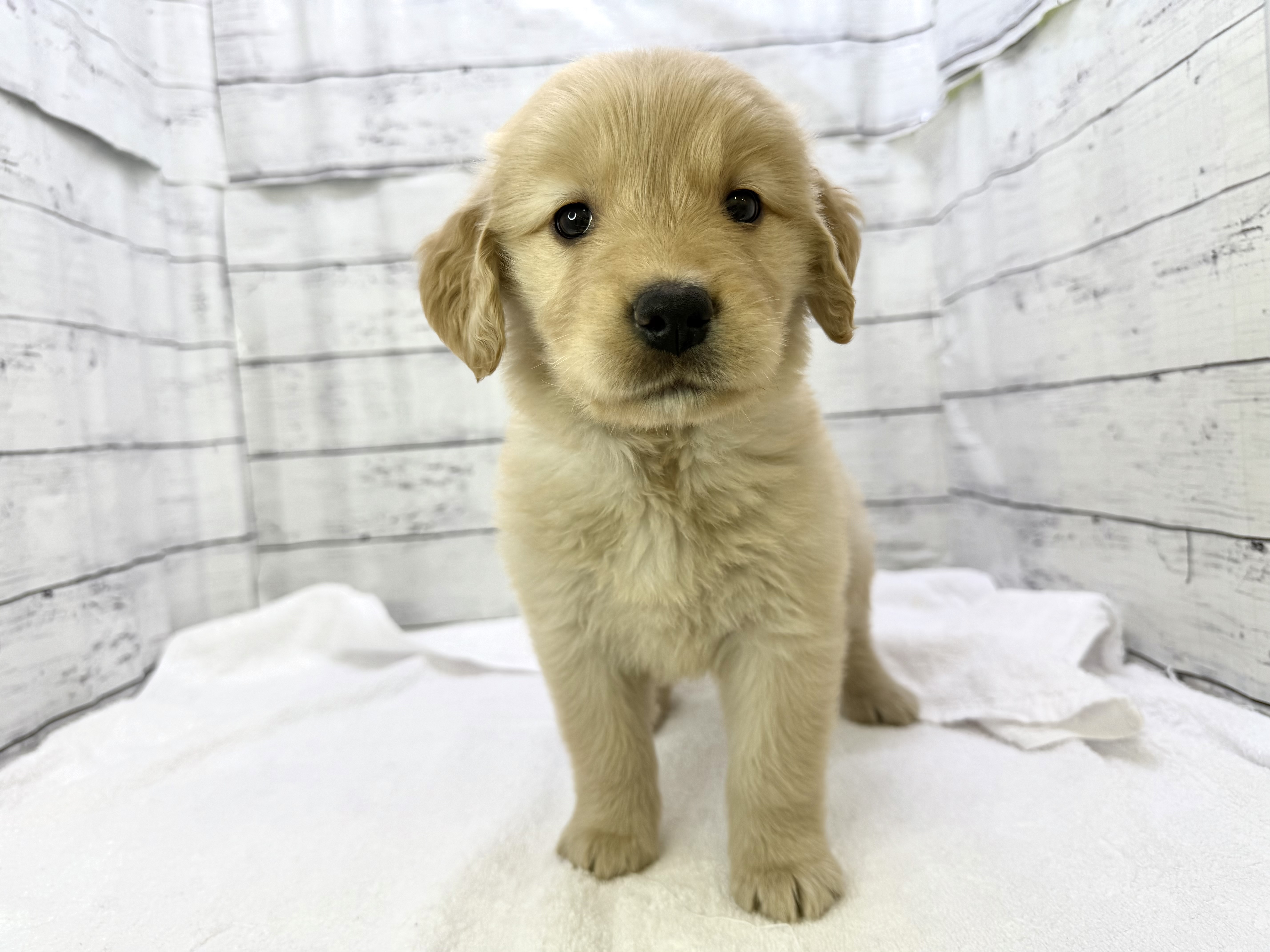 千葉県のゴールデンレトリバー (かねだい千葉店/2025年3月5日生まれ/女の子/ゴールデン)の子犬